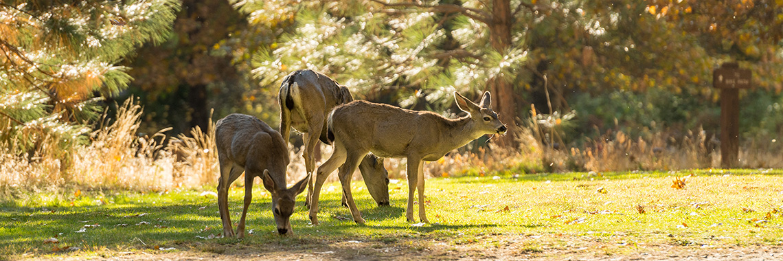 Family of Deer in Yosemite Valley