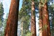 Giant Sequoias